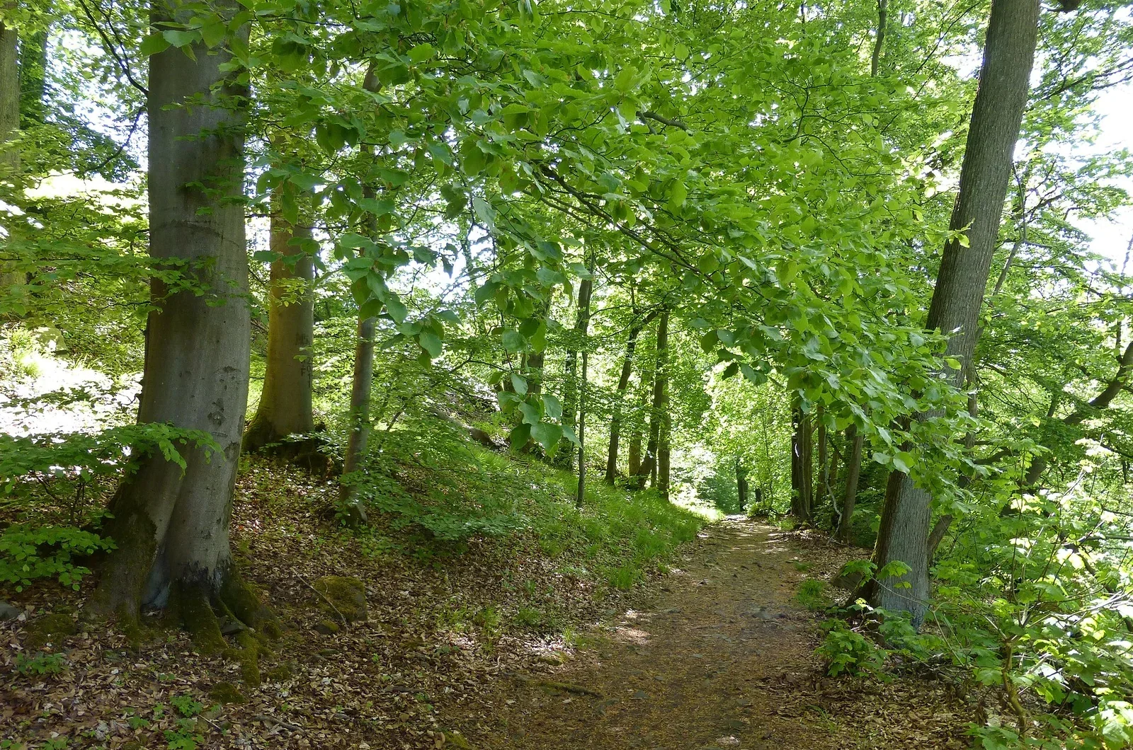 Förster mit Tablet bei der Arbeit im Wald